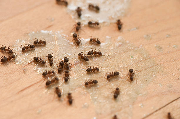 Best Flea Control Services  in Soulsbyville, CA